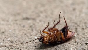Cómo Eliminar Cucarachas en Casa