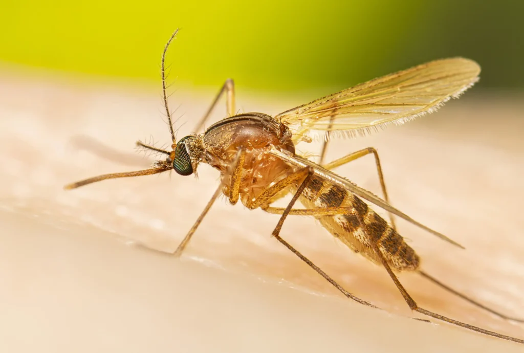 fumigacion de mosquitos