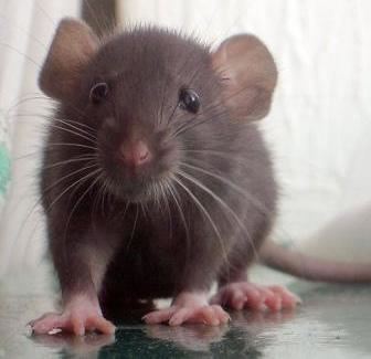 Ratón doméstico, control de roedores en Quito